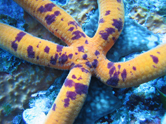 Marthasterias glacialis ed Ophidiaster ophidianus